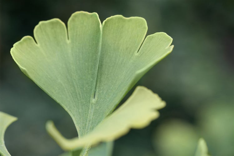 Ginkgo biloba 'Simon', Fächerblattbaum, 40–60 cm