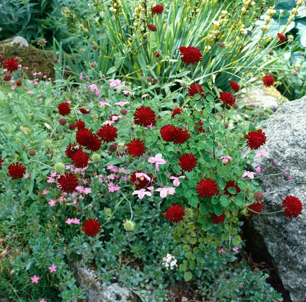 Knautia macedonica, Purpur-Witwenblume, purpurrot, ca. 9x9 cm Topf