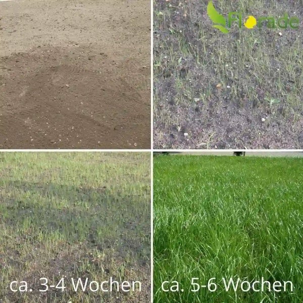 Wachstumsphasen von Rasen von der Aussaat bis zur dichten Grasnarbe über circa 6 Wochen.