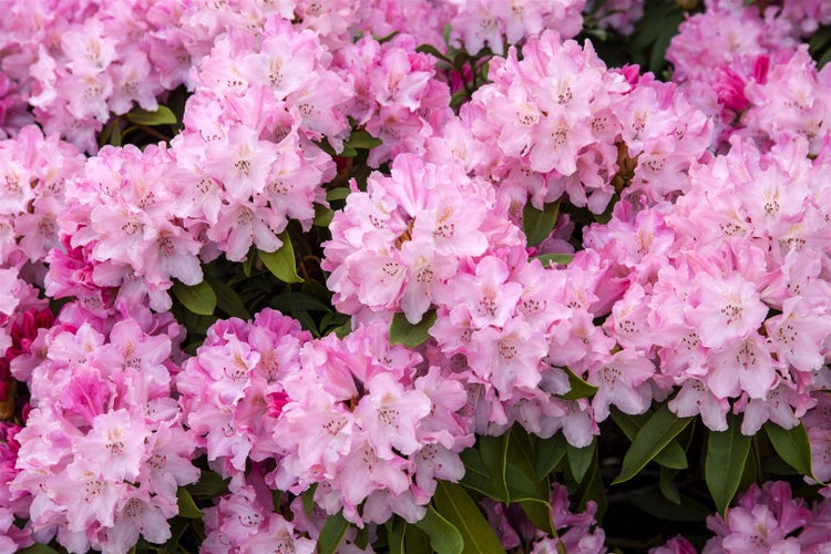 Rhododendron yakushimanum 'Tina Heinje', rosa Blüten, 20–25 cm