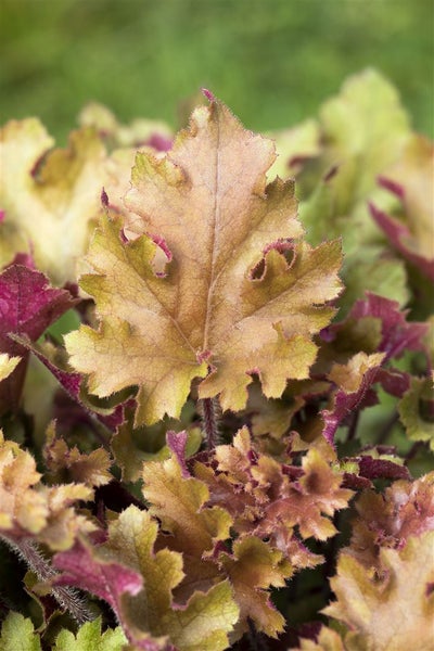 Heuchera villosa 'Marmalade', Purpurglöckchen, orange, ca. 11x11 cm Topf