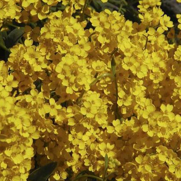 Gelbe Steinkrautblüten, Nahaufnahme.