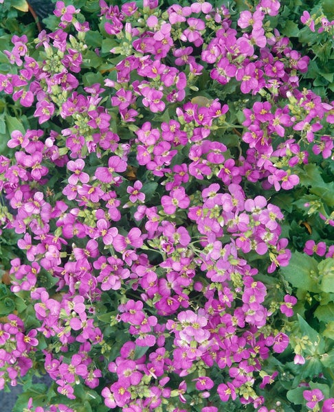 Arabis blepharophylla, Gänsekresse, rosa Blüten, ca. 9x9 cm Topf