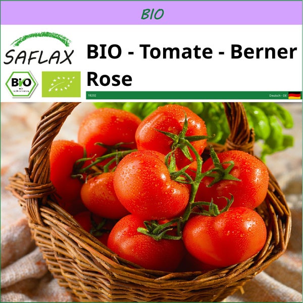 SAFLAX  - BIO - Tomate - Berner Rose - Solanum lycopersicum - 10 Samen