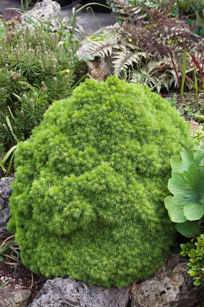Picea abies 'Echiniformis', Fichte, kompakt, 40–50 cm