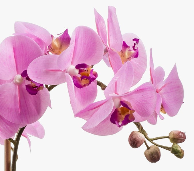 Orchidee Phalaenopsis, Zweig mit rosa Blüten und Knospen.