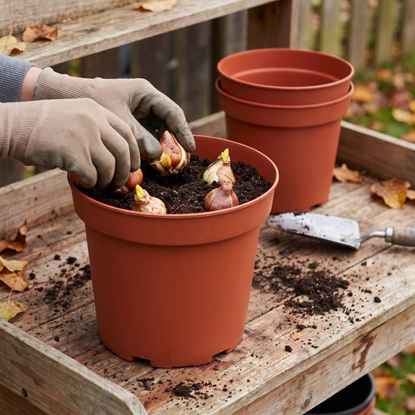 Person mit Gartenhandschuhen beim Einpflanzen von Blumenzwiebeln in einen Kunststofftopf auf einem Holztisch.