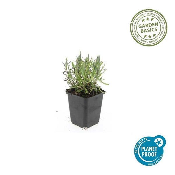 Lavendelpflanze im schwarzen Kunststofftopf mit Garden Basics Logo, Siegel für einfache Pflege und Siegel für nachhaltige Produktion.