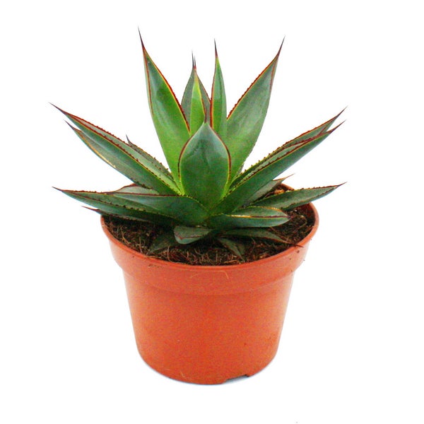 Agave Shaka Zulu - 15cm Topf - sukkulente Zimmerpflanze