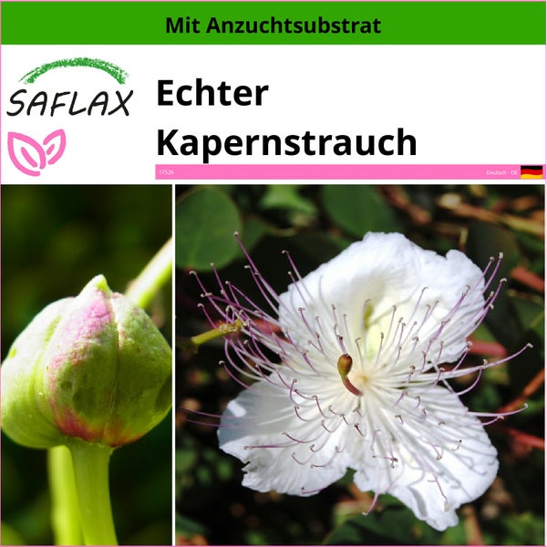 SAFLAX  - Echter Kapernstrauch - Capparis spinosa - 25 Samen - Mit keimfreiem Anzuchtsubstrat