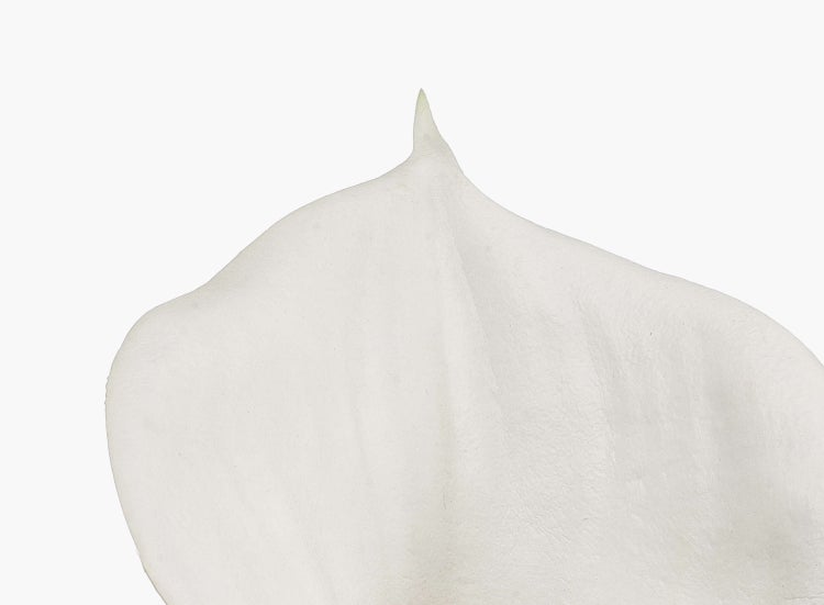 Nahaufnahme einer weißen Calla Zantedeschia Blüte mit gelbem Blütenkolben
