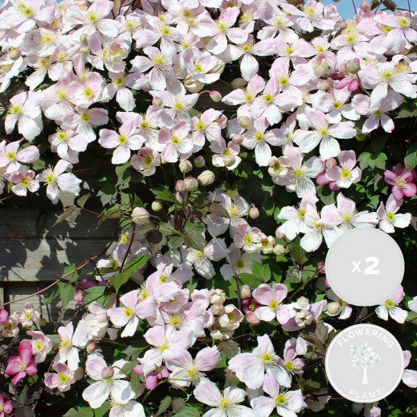 2x Clematis Montana 'Fenne' - Waldrebe - Kletterpflanze - Pflegeleicht – ⌀ 15 cm - ↕60-70 cm