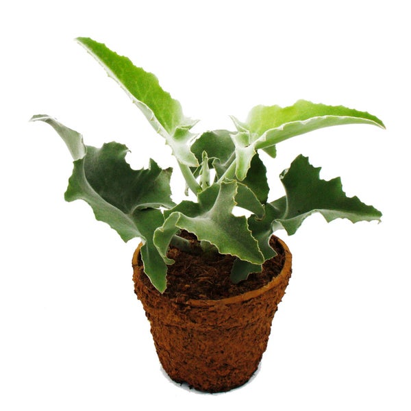 Elefantenohr-Kalanchoe - Kalanchoe beharensis - riesige samtige Blätter - 19cm Topf