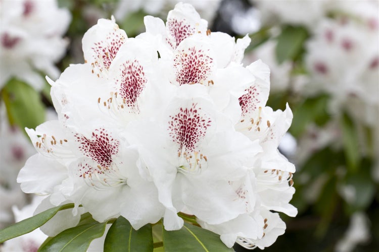 Nahaufnahme einer weißen Rhododendronblüte mit roten Flecken