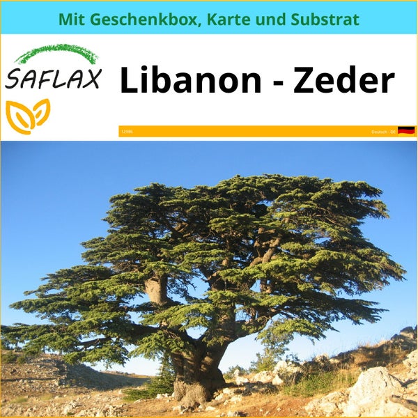 SAFLAX Geschenk Set - Libanon - Zeder - Cedrus libani - 20 Samen - Mit Geschenkbox, Versandaufkleber, Geschenkkarte und Anzuchtsubstrat