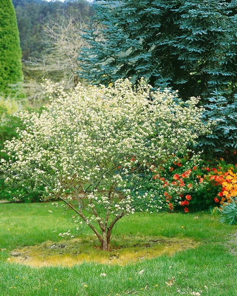 Aronia arbutifolia, Rote Apfelbeere, 60–100 cm, dekorative Früchte