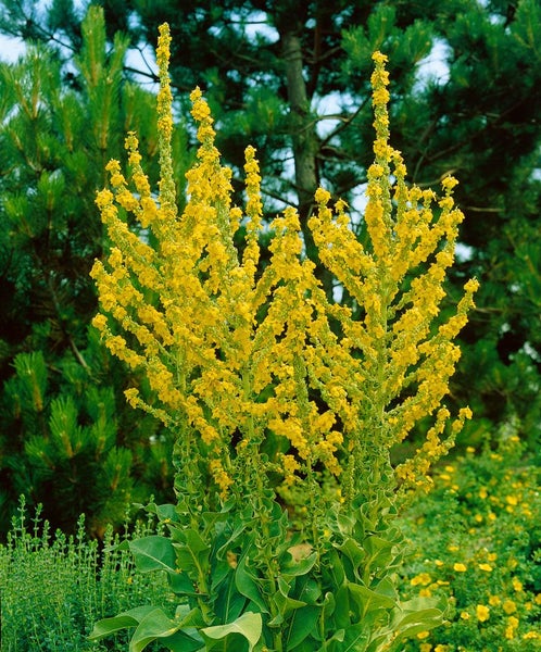Verbascum olympicum, Königskerze, silbergrau, ca. 9x9 cm Topf