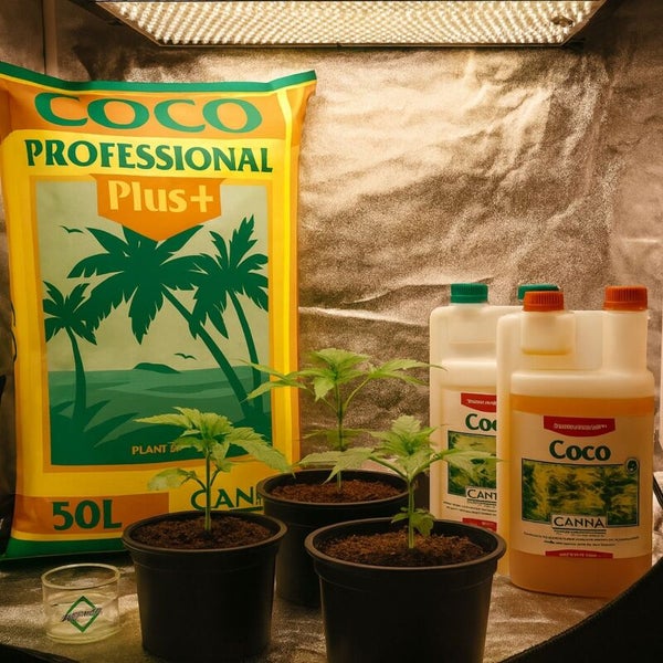 Professionelles Indoor-Anbauset mit CANNA Coco Professional Plus Substrat, Flüssigdünger und jungen Pflanzen in Töpfen unter einer Pflanzenlampe.