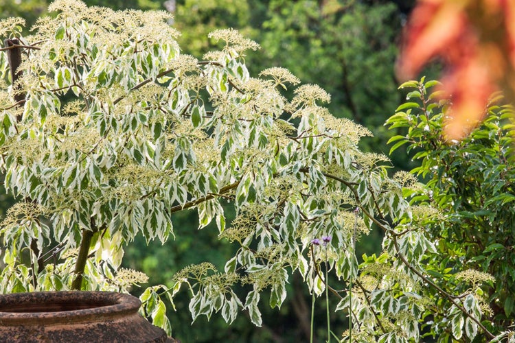 Dekorativer Hartriegel mit weiß-grünen Blättern und Blütenständen im Garten.