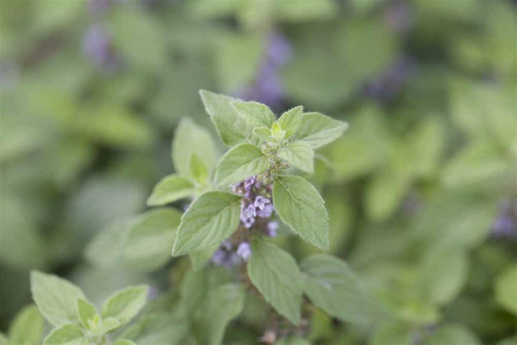 Mentha arvensis, Ackerminze, aromatisch, ca. 9x9 cm Topf
