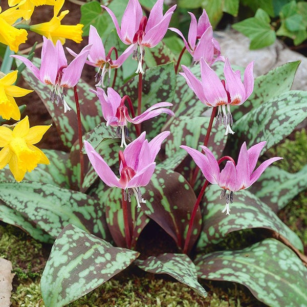 Gruppe von Hundszahn Lilien im Garten