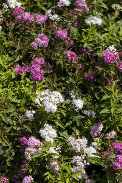 Nahaufnahme von Spirea-Blüten in Weiß und Lila