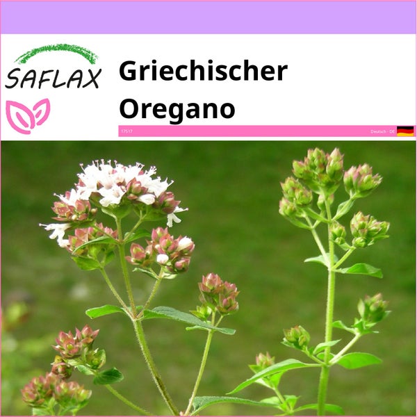 SAFLAX  - Griechischer Oregano - Origanum vulgare supsp. Hirtum - 600 Samen