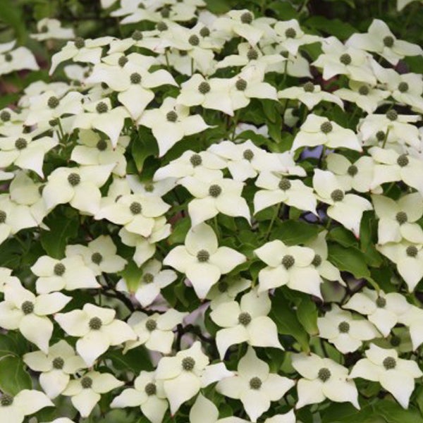 Blütenbusch mit weißen Blüten