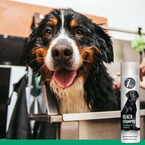 Black Shampoo für Hunde – Mit Provitamin B5 & Vitamin E – Pflegeshampoo für dunkles Hundefell – Sanfte Reinigung & Revitalisierung – Für glänzendes, gesundes Fell – 250 ml