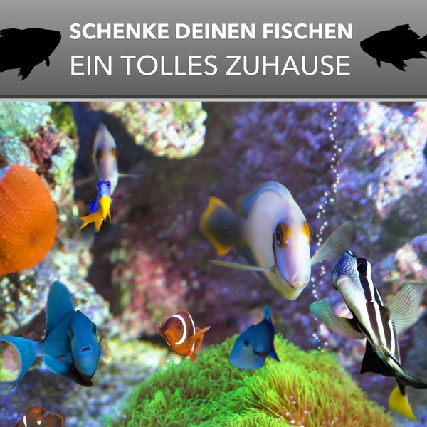 Würfel Aquarium 30x30x30 Becken Glasbecken 30 Glasaquarium Garnelen Aquarium Nano Aquarium Aufzuchtbecken