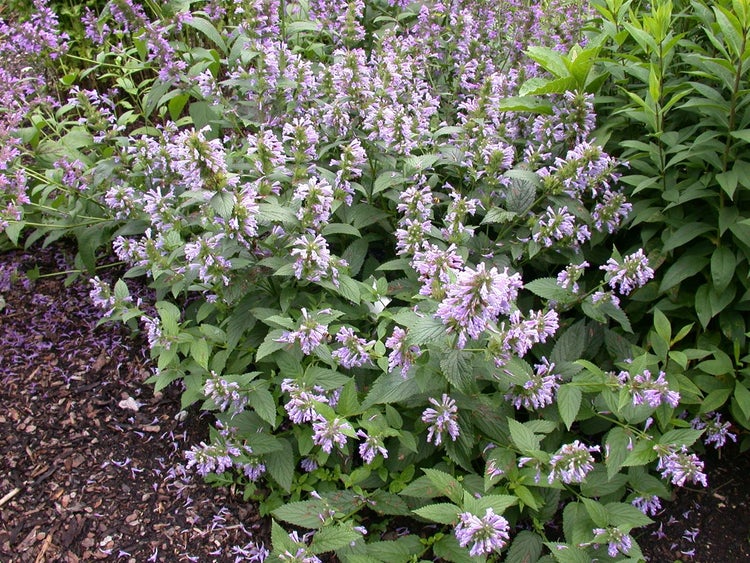 Agastache foeniculum, Anis-Ysop, aromatisch, ca. 9x9 cm Topf