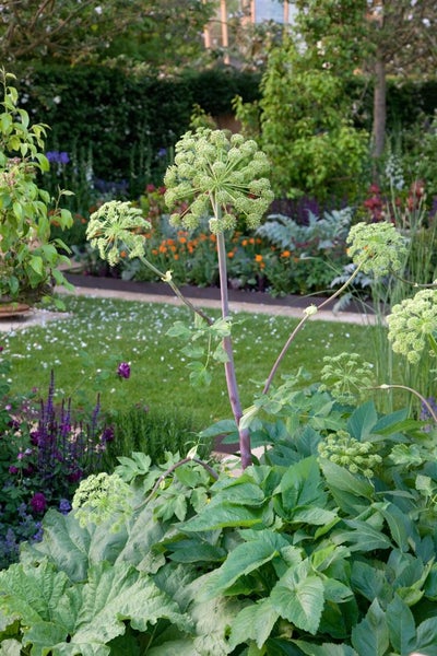 Angelica sylvestris, Engelwurz, ca. 11x11 cm Topf, dekorativ
