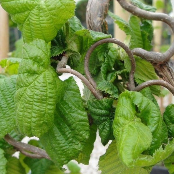 Nahaufnahme einer Korkenzieherhasel mit Blättern