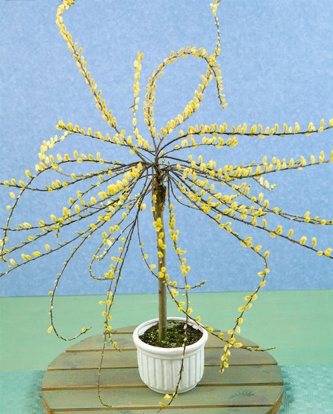 Salix repens 'Iona', Kriechweide, 40 cm Stammhöhe