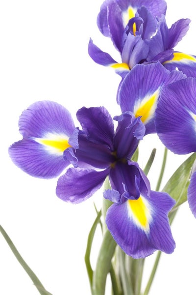 Iris sibirica, Sibirische Schwertlilie, blau-violett, ca. 9x9 cm Topf