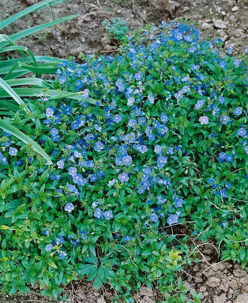 Veronica umbrosa 'Georgia Blue', Ehrenpreis, blau, ca. 9x9 cm Topf