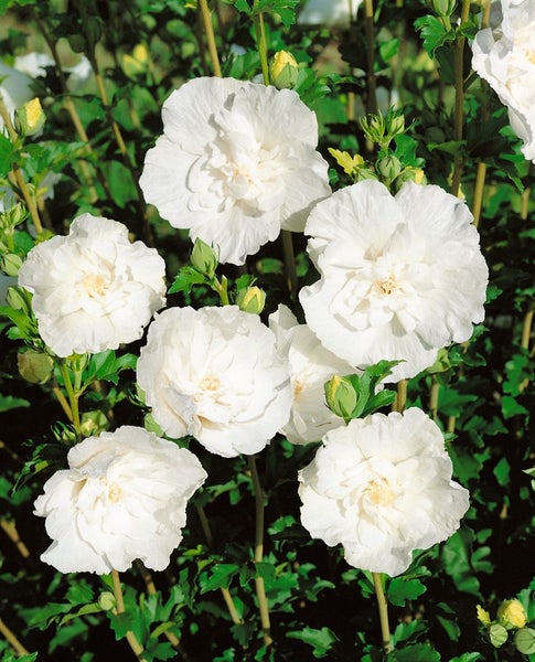 Hibiscus syriacus 'White Chiffon', Gartenhibiskus, weiß, 40–60 cm
