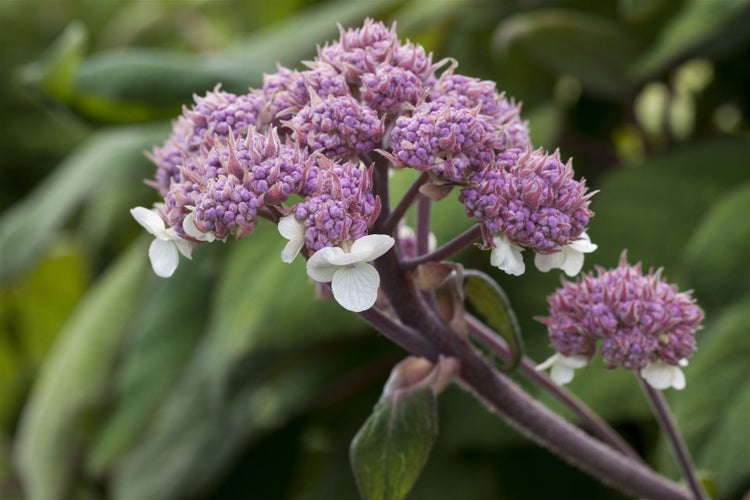 Hydrangea aspera 'Macrophylla', Samthortensie, 40–60 cm, große Blätter