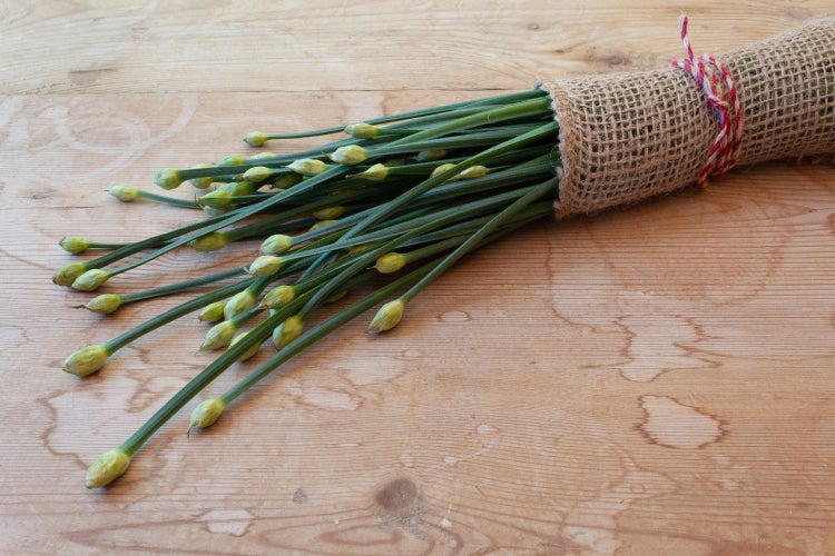 SAFLAX Garden to go - BIO - Schnitt - Knoblauch - Allium tuberosum - 100 Samen - Mit Topf, Klima - Deckel und Anzuchtsubstrat