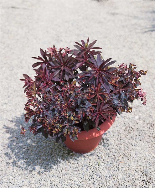 Euphorbia dulcis 'Chameleon', Wolfsmilch, purpurgrün, ca. 9x9 cm Topf