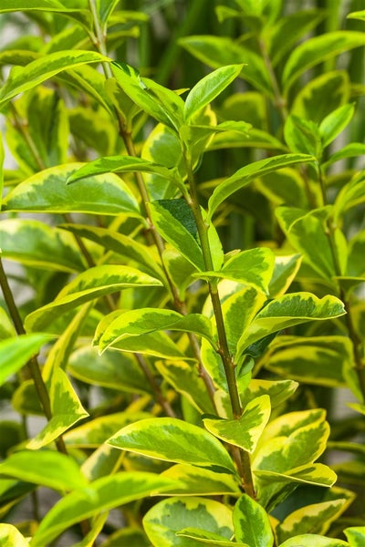 Ligustrum ovalifolium 'Aureum', Goldliguster, gelb-grün, 60–80 cm