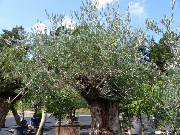 Großer Olivenbaum mit dickem, strukturiertem Stamm und buschiger Krone in einem Pflanzgefäß im Außenbereich.