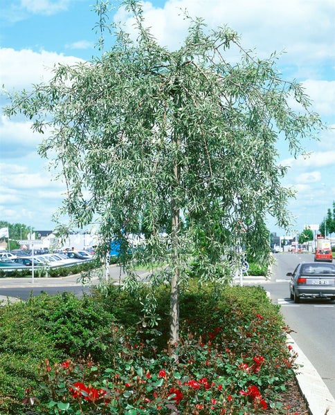Eine Trauerweide steht in einem bepflanzten Straßenbeet mit Rosensträuchern an einer befahrenen Straße.