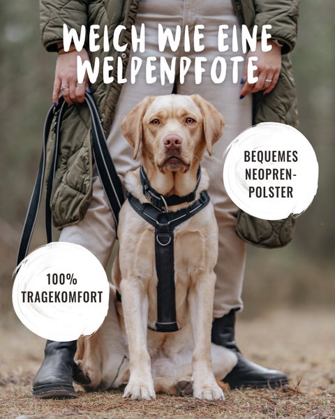 Helles Labrador mit Geschirr vor Person
