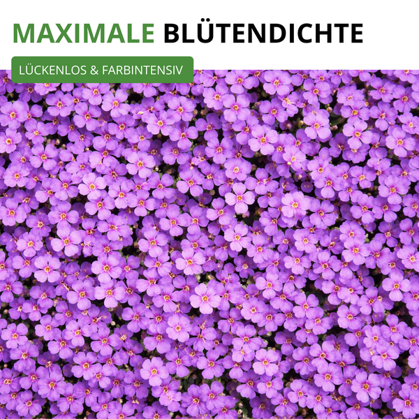 Nahaufnahme vieler kleiner violetter Blüten mit Text maximale Blütendichte, lückenlos und farbintensiv.
