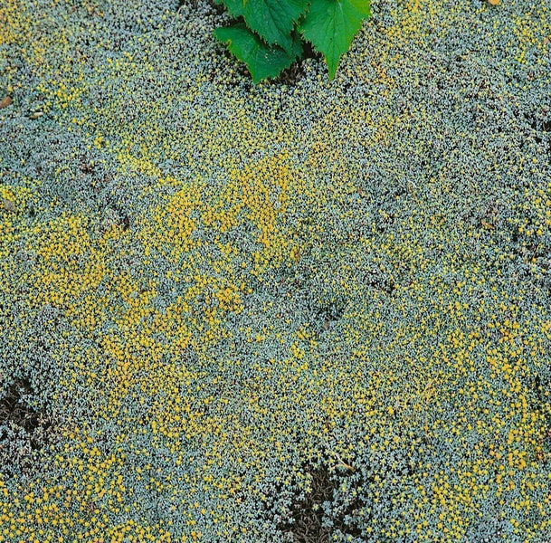 Bodenbedeckung mit grünen Pflanzen, Steinen und Grasbüscheln