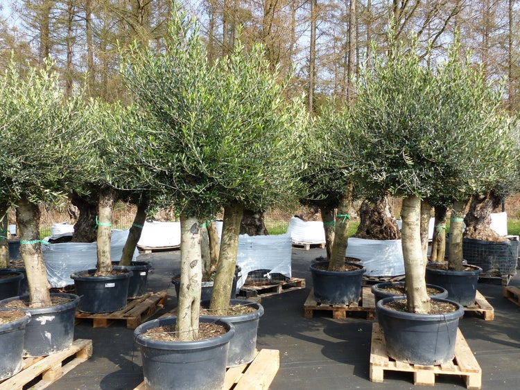 Olivenbaum Olive 60 Jahre 200 - 240 cm, beste Qualität, Stammumfang 40 - 60 cm, winterhart, Olea Europaea