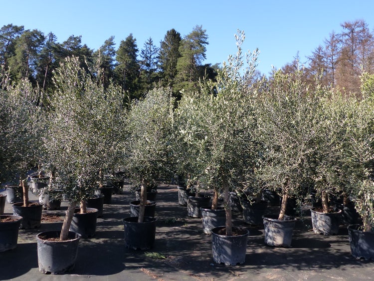 8x Olivenbaum Olive 20 Jahre 180 - 220 cm, beste Qualität, Stammumfang 20 - 30 cm, winterhart, Olea Europaea
