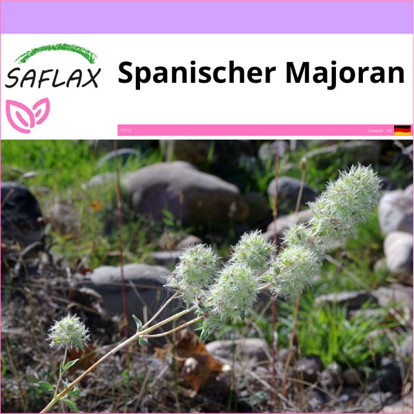 SAFLAX  - Spanischer Majoran - Thymus mastichina - 250 Samen