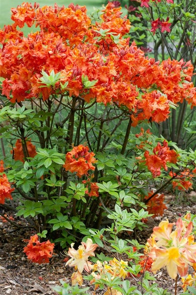 Azaleenstrauch mit orangefarbenen Blüten im Garten